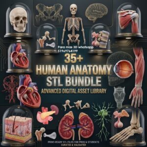 Mega Pack STL de Anatomía Humana para Impresión 3D