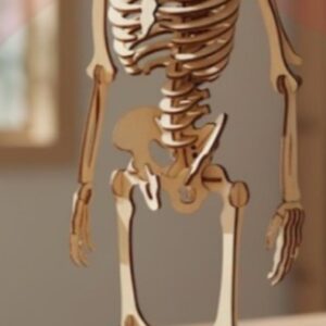 Esqueleto Humano Articulado 3D – Modelo Educativo para Corte Láser