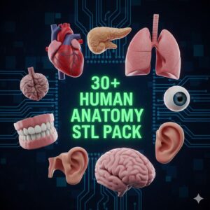 Pack de Modelos STL de Anatomía Humana para Impresión 3D