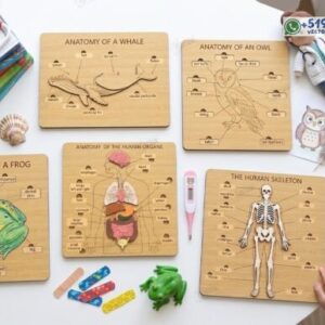 Pack de tableros educativos de anatomía humana y animal