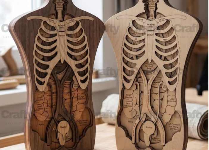 Anatomia del cuerpo humano