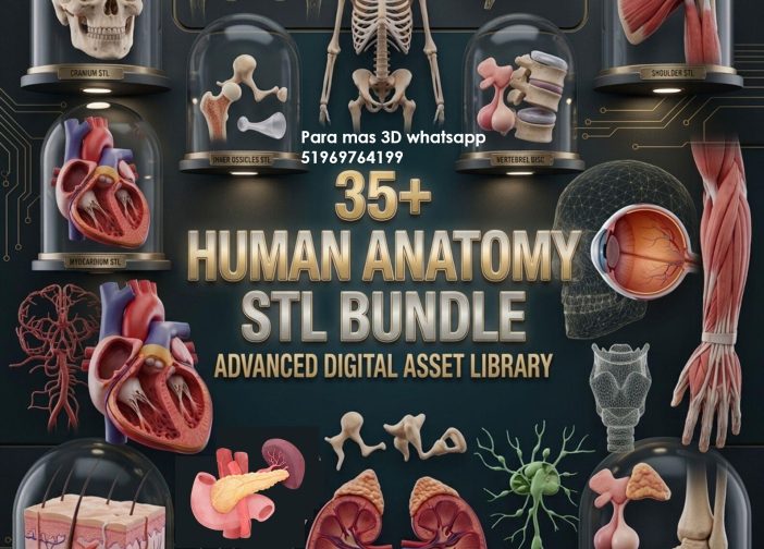 Archivo STL de anatomía humana, organos, huesos