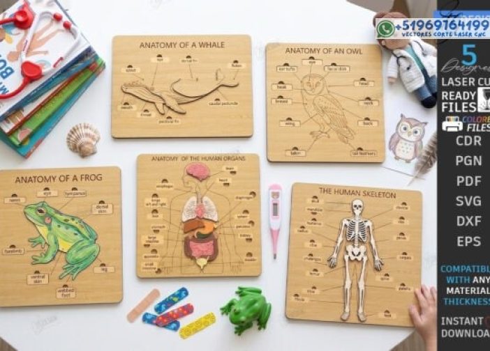 Paquete de corte láser de tablero de anatomía de madera