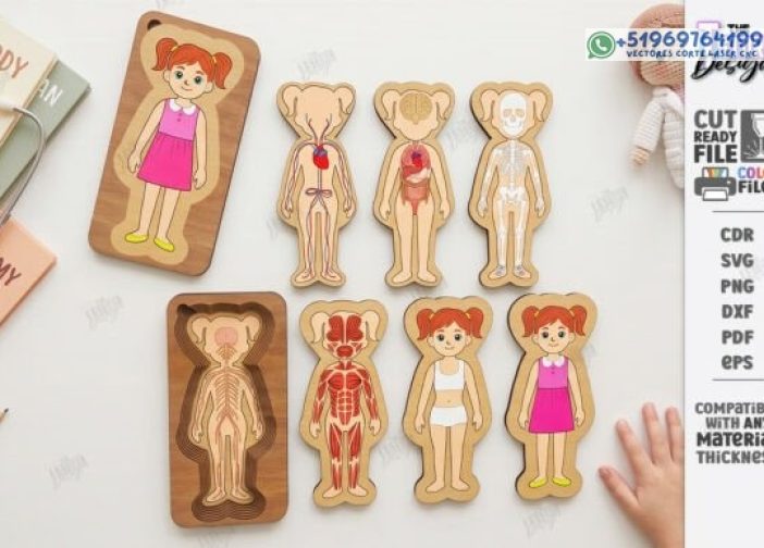 Rompecabezas de órganos del cuerpo humano niña