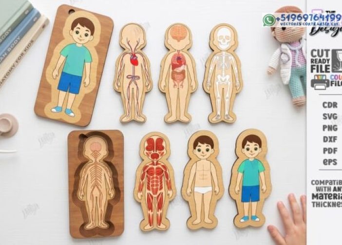 Rompecabezas de órganos del cuerpo humano niño